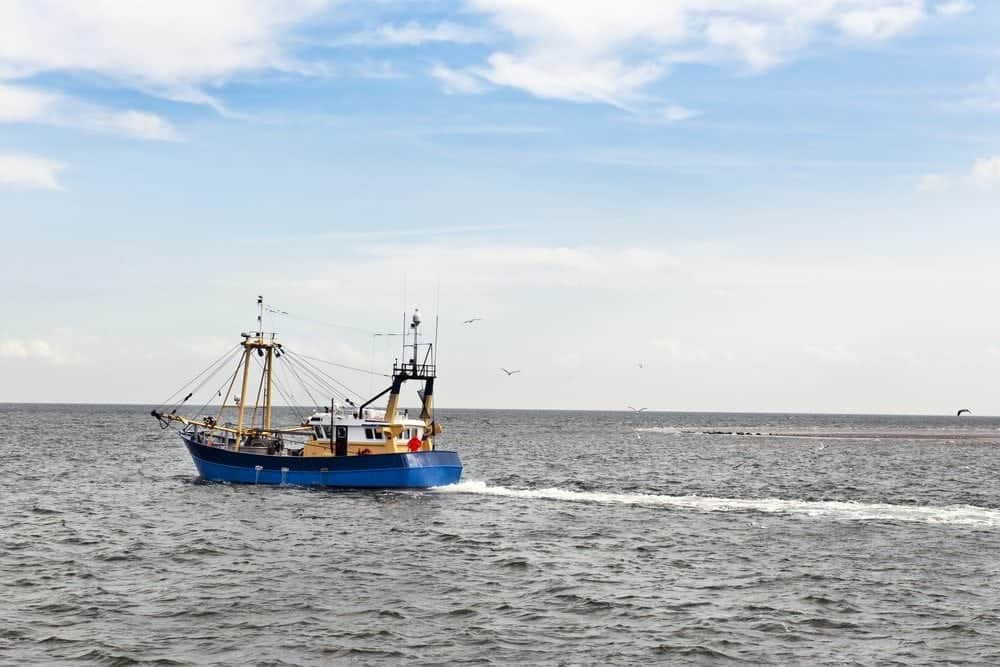 krab_4_daagse_noordzeekrab_poten_met_cajun_dip_1
