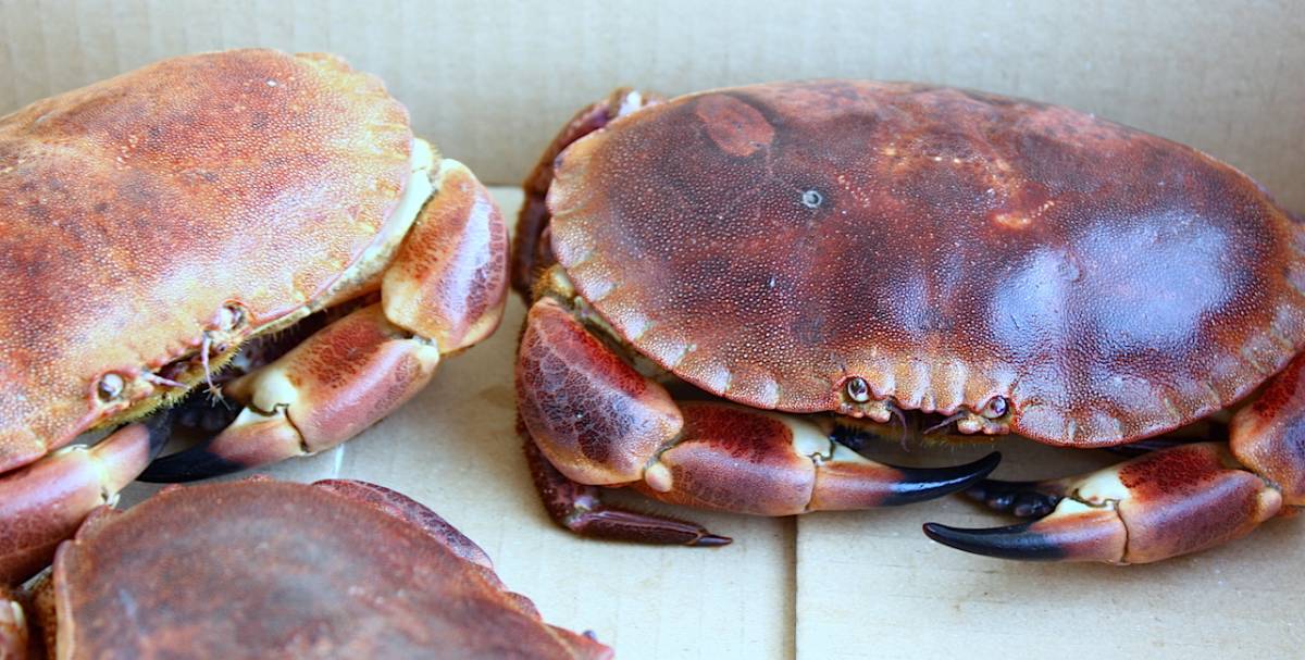 krab_4_daagse_noordzeekrab_poten_met_cajun_dip_2