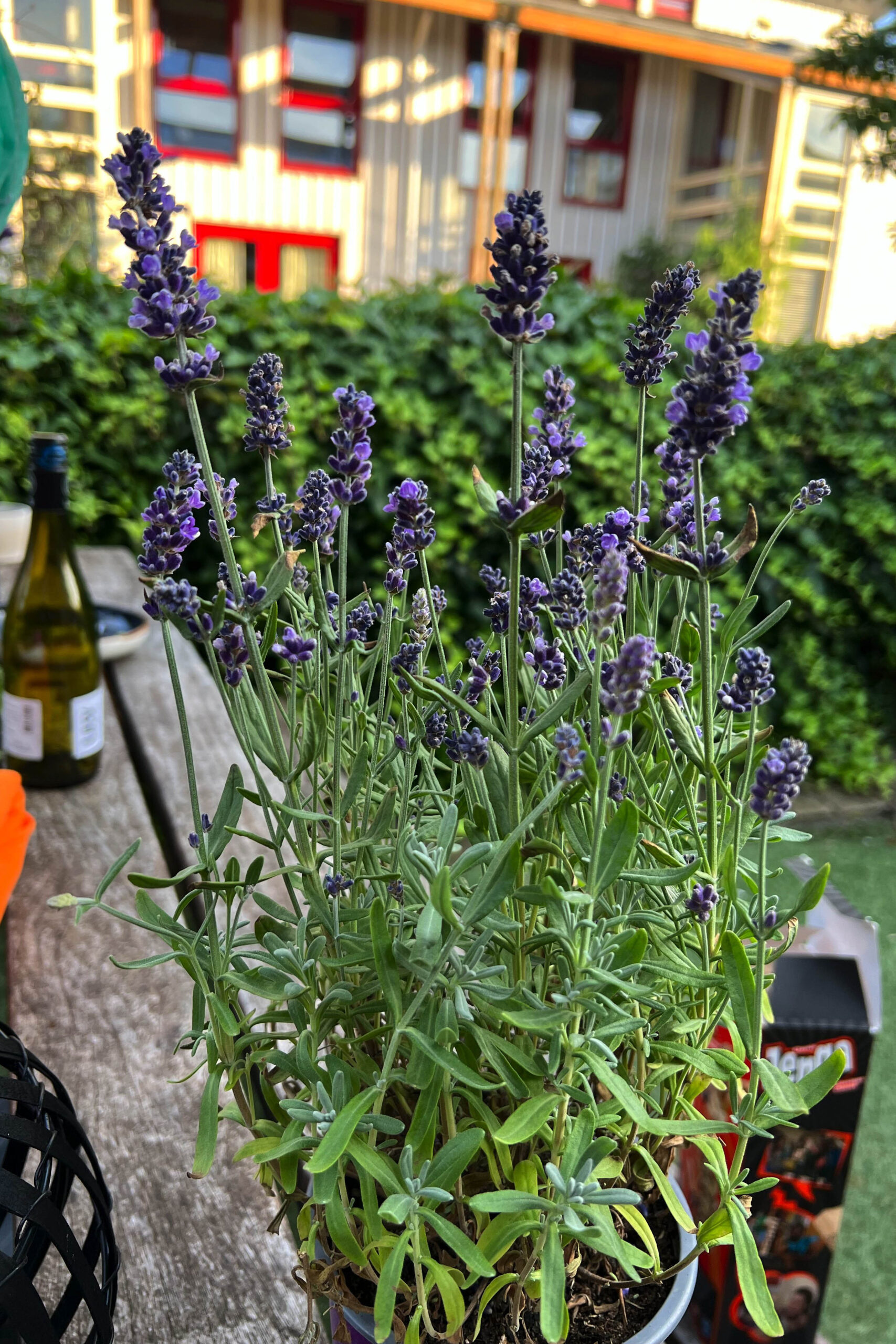 formulekip frankrijk rode wijn wings met lavendel van timothy 6